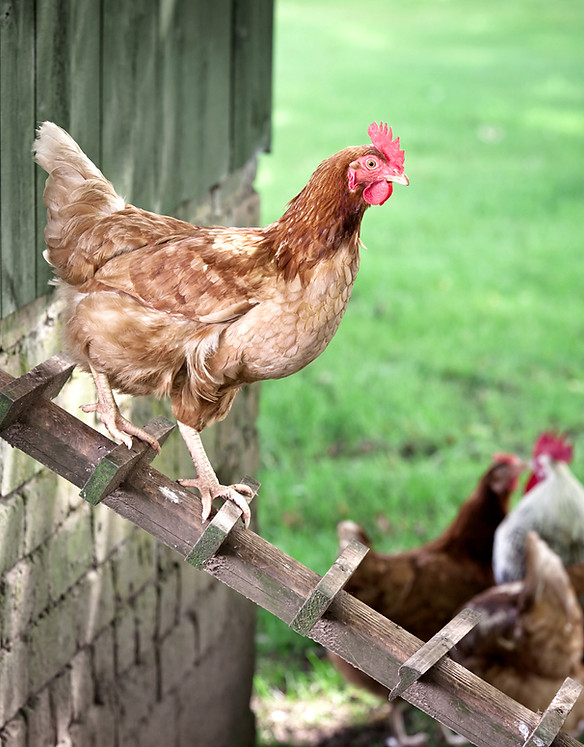 Fresh produce supplier Hemel Eggs & Dairy Ltd, Dunstable