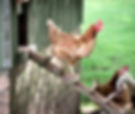 Henhouse