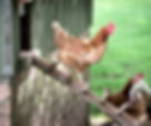 Chicken On Coop