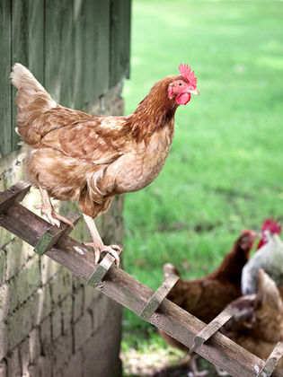 chicken walking out of a chicken coop