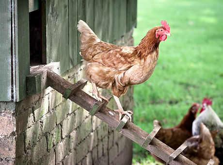 Gallinero