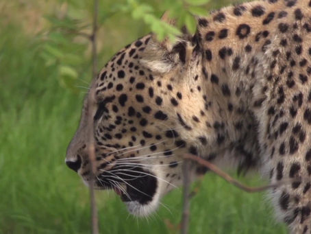 A video of leopard roaming in the wild