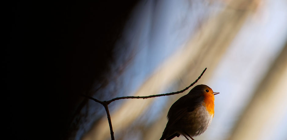 Rouge-gorge sur une branche