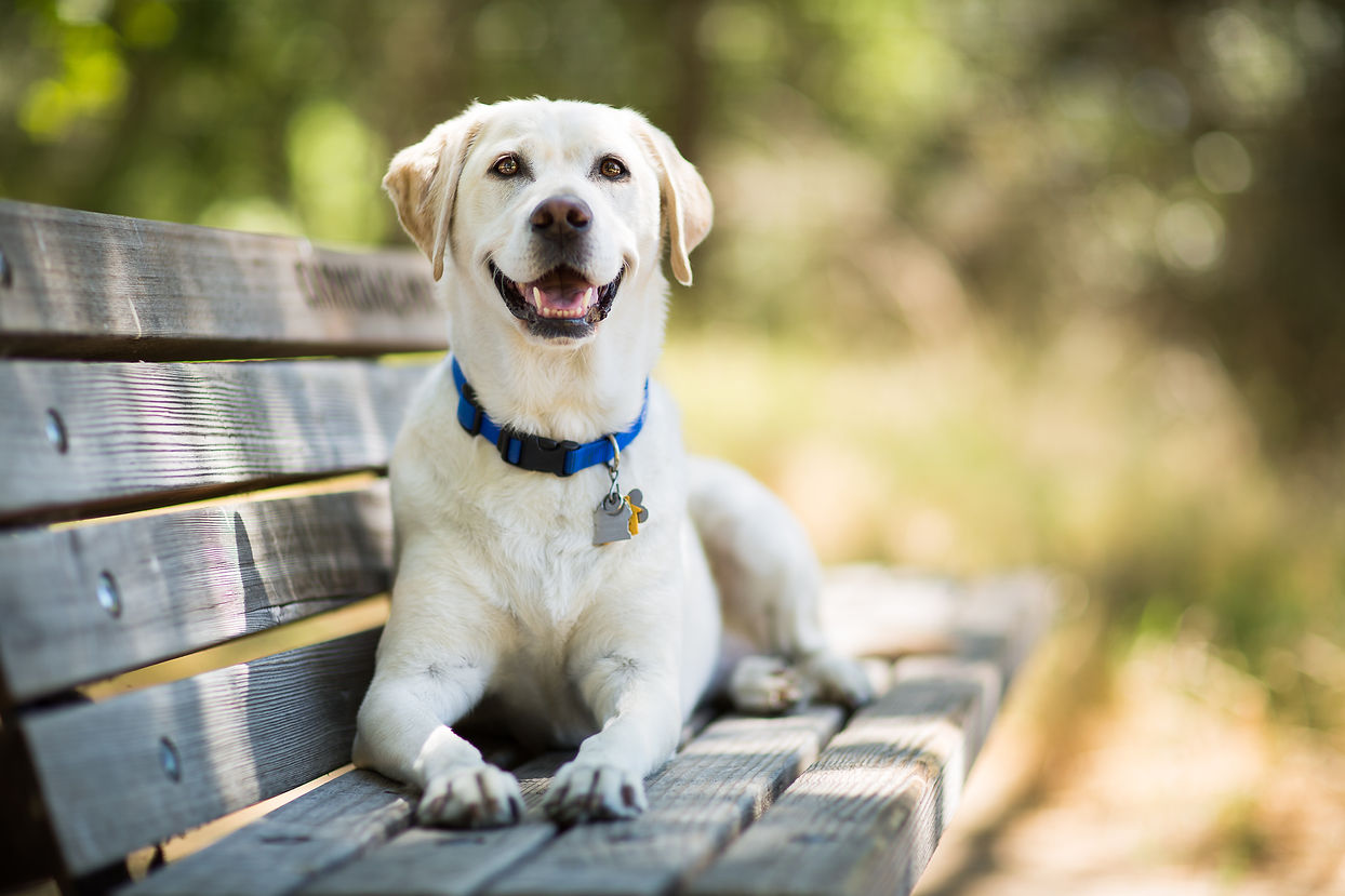 A yellow Labrador Retriever dog smiles as it lays on a wooden bench outdoors on a sunny da