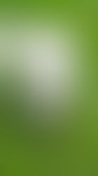 Raising Confident Canines: What is socialization and why is it so important?