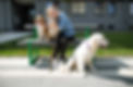 The Right Paw Therapy Dog Program