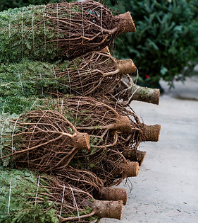 Locally Grown Cut Fresh Christmas Trees
