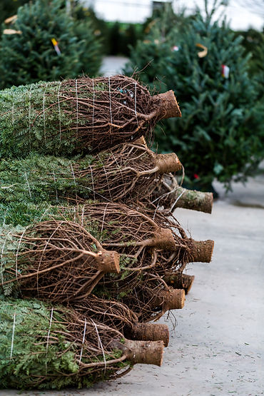 Christmas Tree Farm