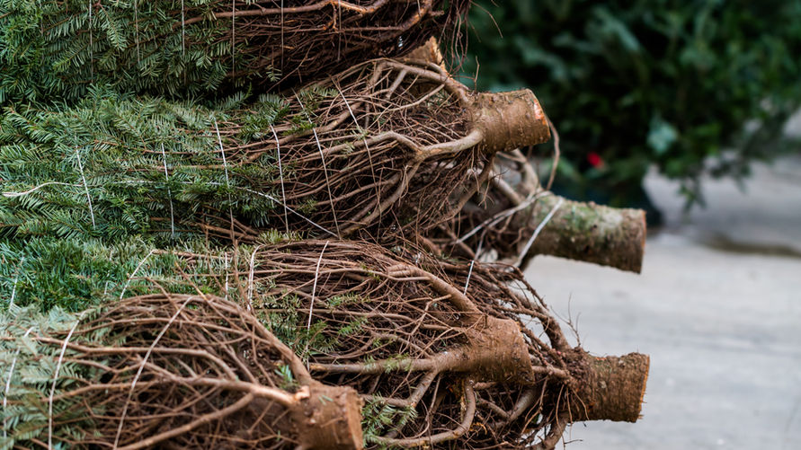 Christmas Tree Farm