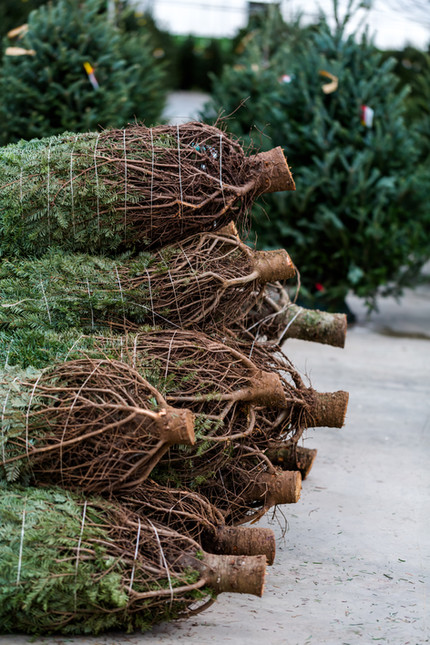 Stacked Christmas Trees
