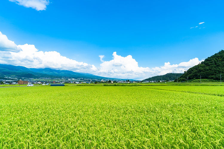 【長野県】田園風景と夏空