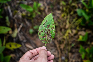 Male hand holding a damaged soybean leaf by pesticide