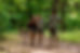 Balade ludique, escape game en forêt de Fontainebleau