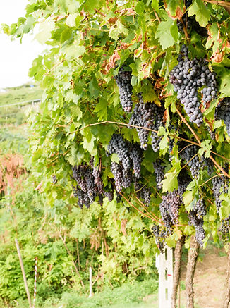 Red Grape Vines