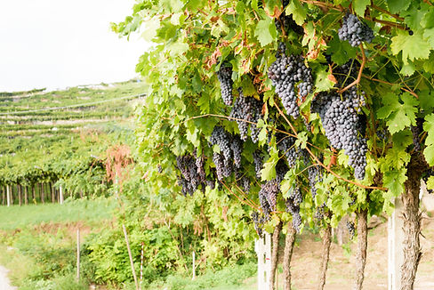 Red Grape Vines