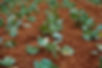 Vegetable Farm