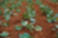 Vegetable Farm