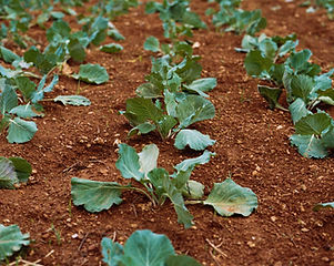 Vegetable Farm