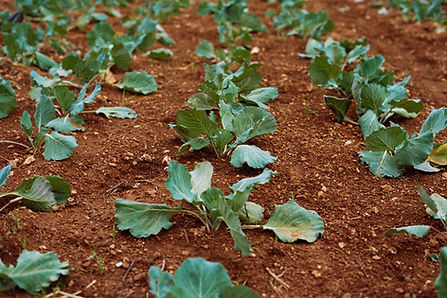 Cabbage Field