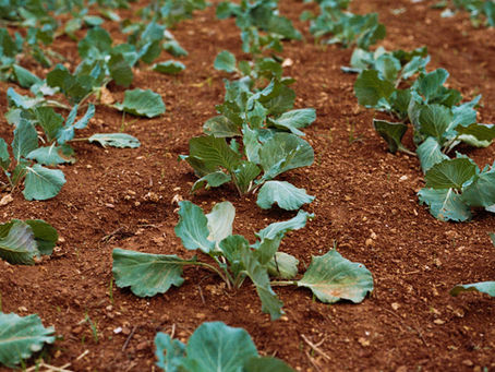 Farming in the Era of COVID-19