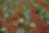 Vegetable Farm