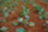 Vegetable Farm