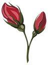 Red Rose Buds