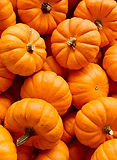 Pile of Pumpkins
