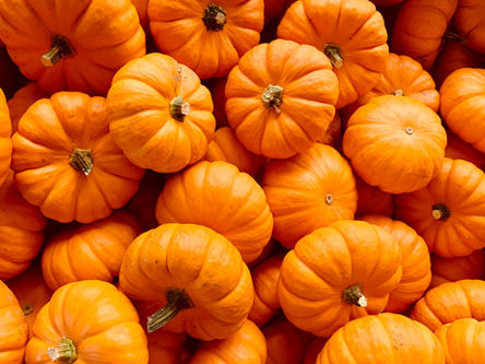 Don't Throw Those Pumpkins Out - Help Support an Amazing Ecological Institute!