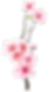 Pink Cherry Blossom Branch
