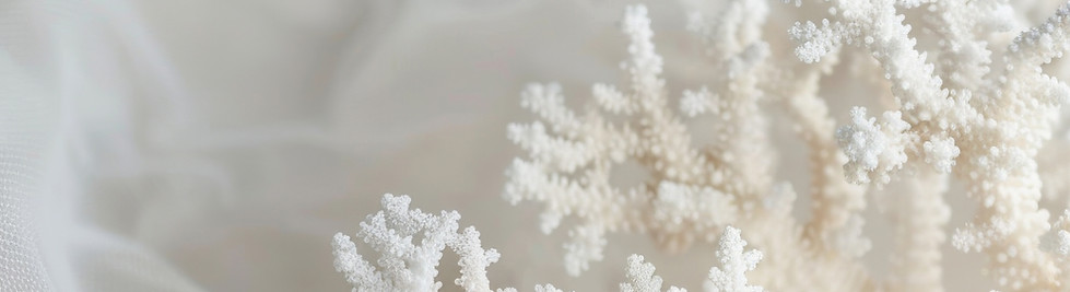 Gros plan d'un corail blanc