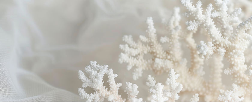 Delicate White Coral Branches