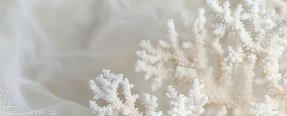 White Coral Close-Up