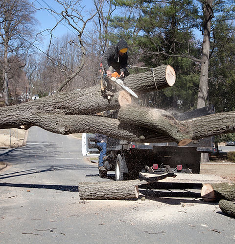 Cutting tree