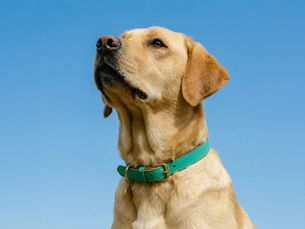 Golden Labrador