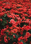 Red Flowers