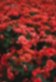 Rode bloemen