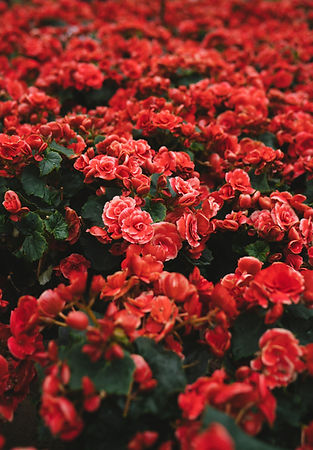 Red Flowers