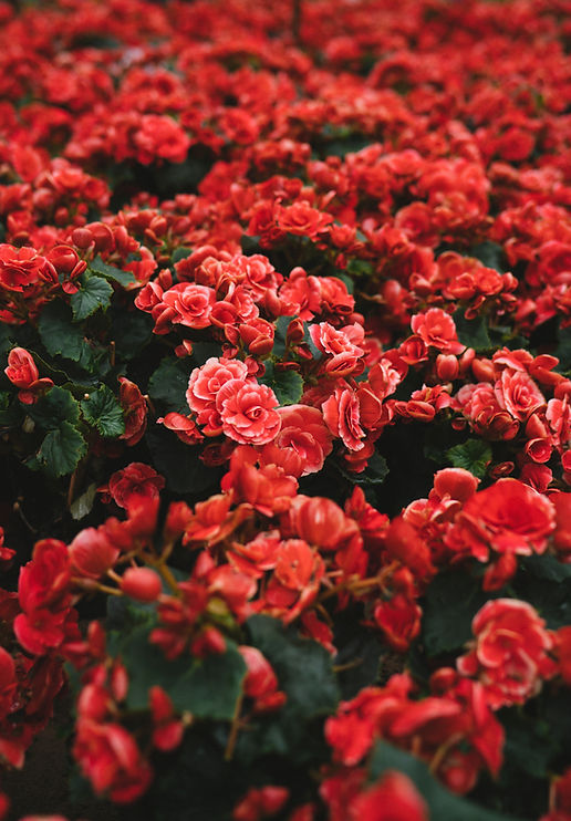 Vibrant Red Flowers