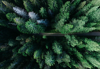 Forest Road
