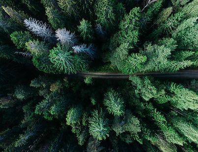 Forest Aerial View