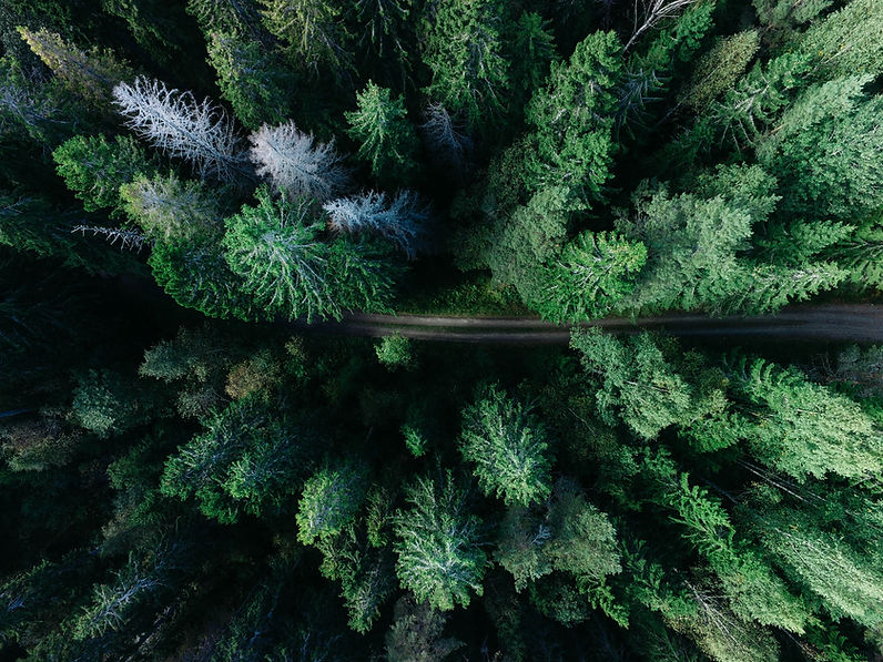 Forest Road