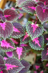 Vivid Coleus Leaves