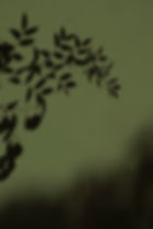 Silhouette de l'ombre d'une feuille