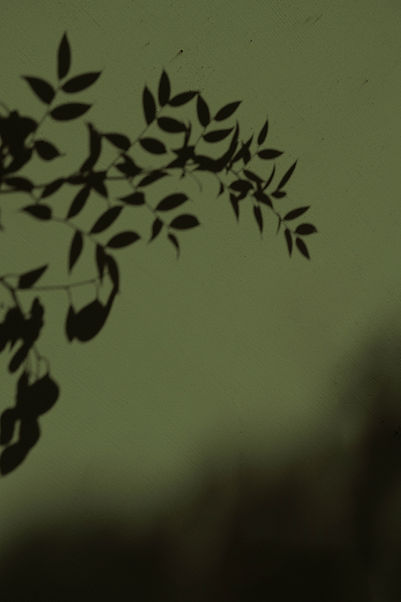 Leaf Shadow Silhouette