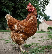 Free Range Hen