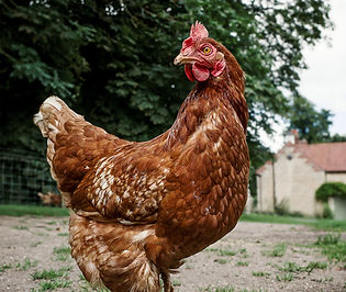 Poule brune en plein air