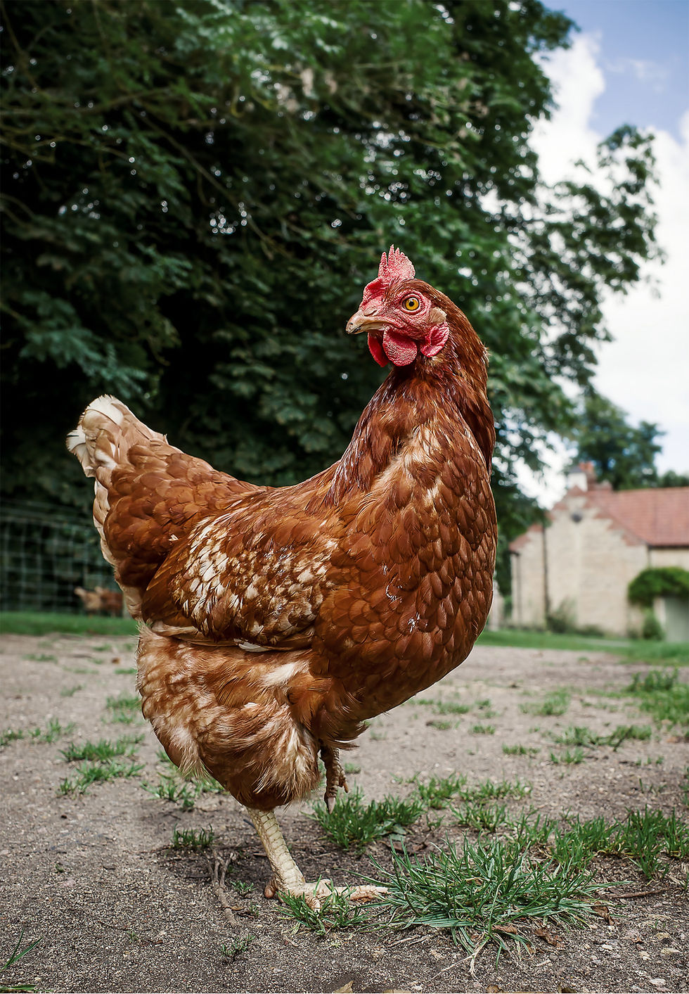 Brown Hen Outdoors