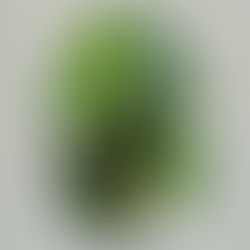 Boost Your Iron Intake on a Plant-Based Diet (Without Meat)