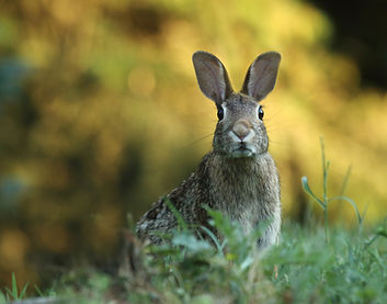 Rabbit